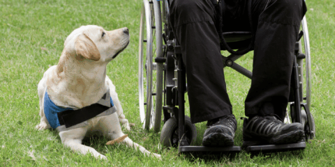 Legislación Nacional y Provincial sobre perros guías y asistencia.