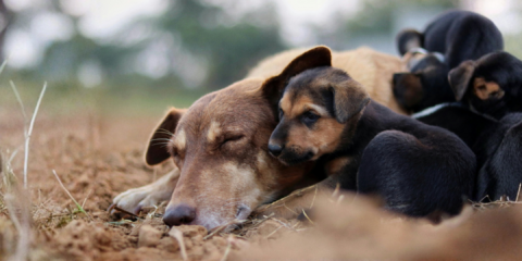 Los animales como sujetos de derecho